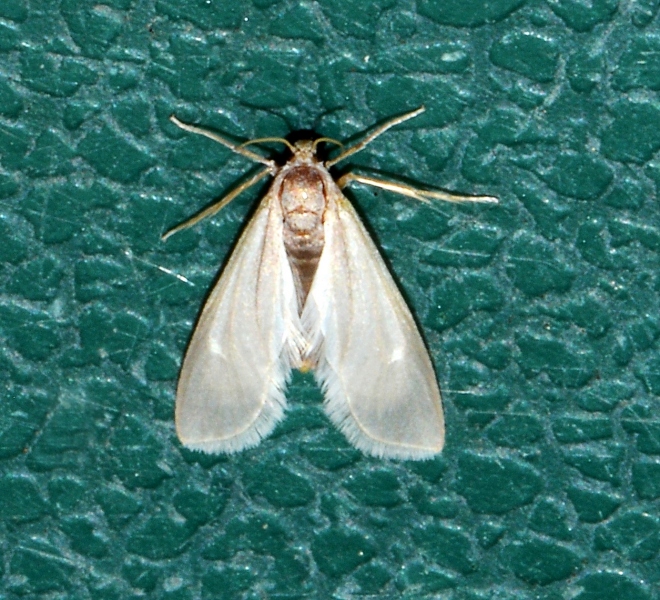 Acentria ephemerella?